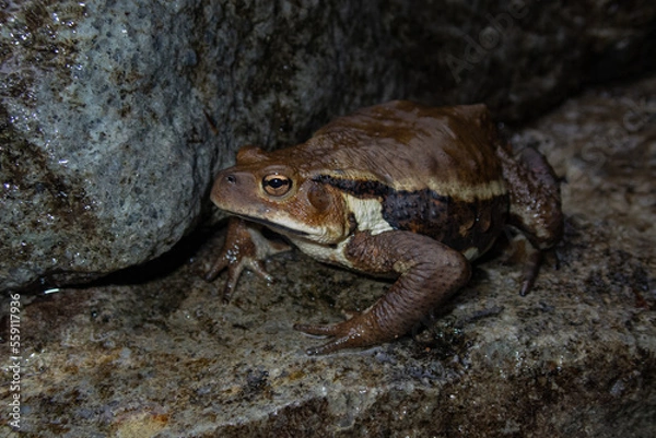 Fototapeta カエル