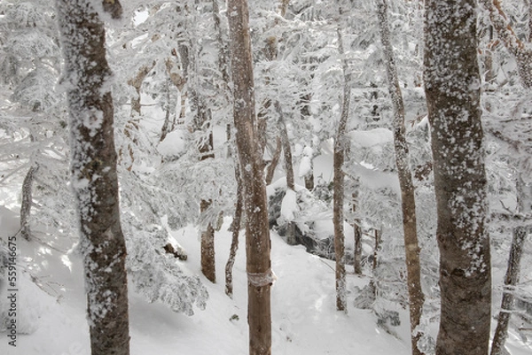 Obraz 冬の八ヶ岳登山道で見る樹林帯