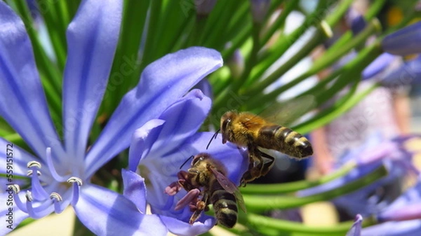 Obraz Bienen bei der Arbeit