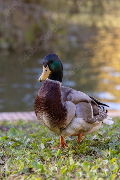 Fototapeta Wild duck captured in its Natural Habitat on the Grassy Field