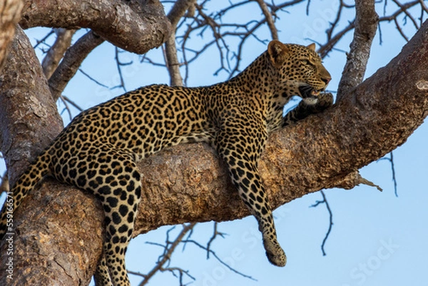 Fototapeta African leopard lying on a branch
