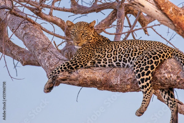 Fototapeta African leopard lying on a branch
