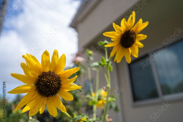 Fototapeta 真夏に元気なヒマワリ