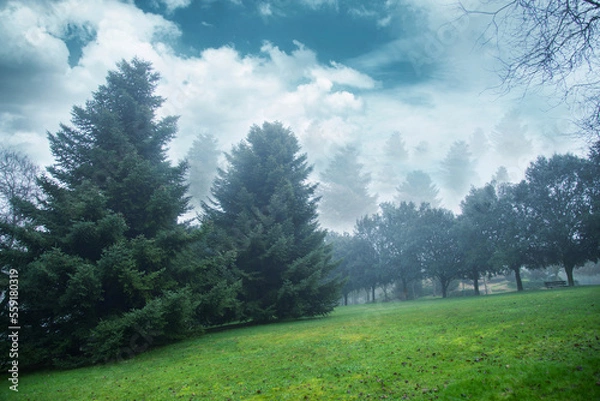 Obraz Mountainous landscape with pine trees and abundant fog in the environment. Atmospheric scene of lush forest layers in mist during winter morning, pine trees standing in the foreground.
