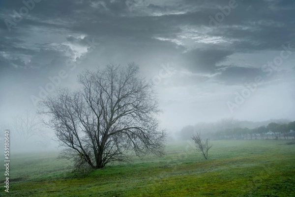 Obraz Silhouette of bare tree in the marsh against a cloudy winter day sky Spain, Winter day landscape