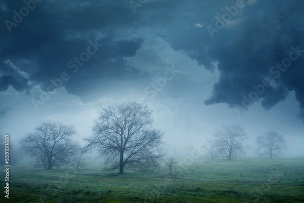 Obraz Silhouette of bare trees in the marsh against a cloudy winter evening sky Spain. Silhouettes of some tall bare trees in the winter evening