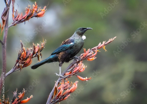 Obraz Native NZ Tui bird on flax flower stem