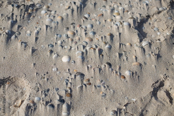 Obraz Muscheln im Sand