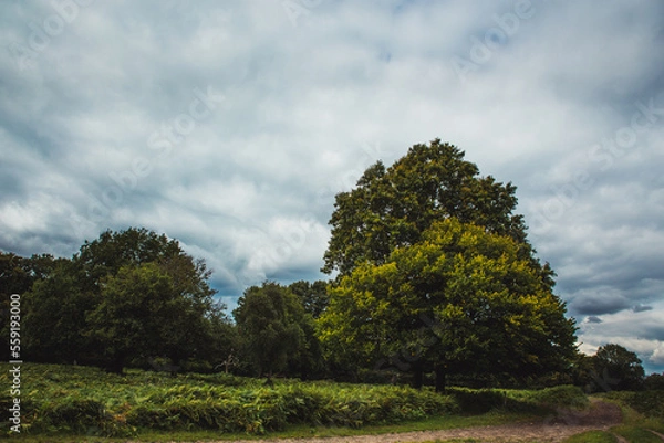 Obraz Árbol entre árboles