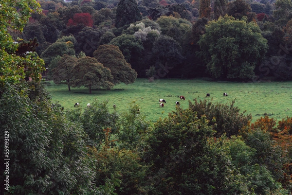 Obraz Vacas pastanto