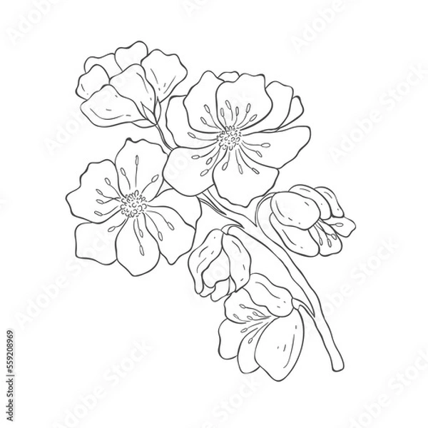 Fototapeta Hand drawn Cherry Branches. Sakura Blossom Elements. Vector.