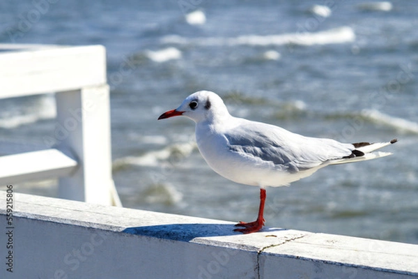 Fototapeta A snow-white small black-headed European gull stands sideways on the wooden white railing of the pier.
