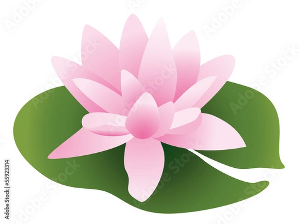 Obraz lotus rose