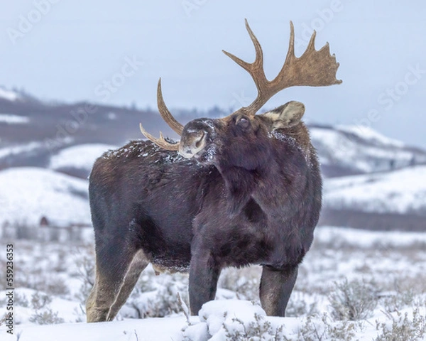 Obraz Bull Moose in snow
