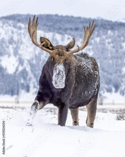 Obraz Shiras moose in snow