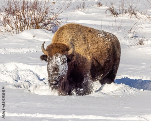 Obraz Bison standing in snow