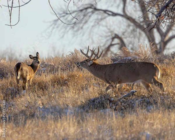 Obraz Trophy whitetail buck with doe