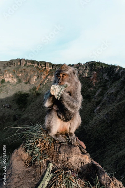 Obraz Monkey on the mountain Indonesian