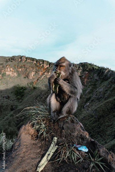 Obraz Monkey on the mountain Indonesian
