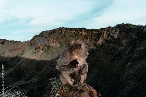 Obraz Monkey on the mountain Indonesian