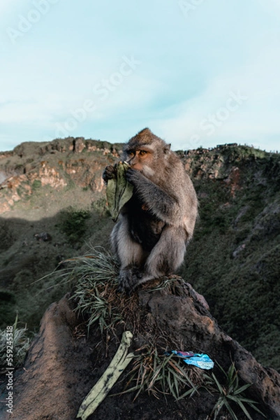 Obraz Monkey on the mountain Indonesian