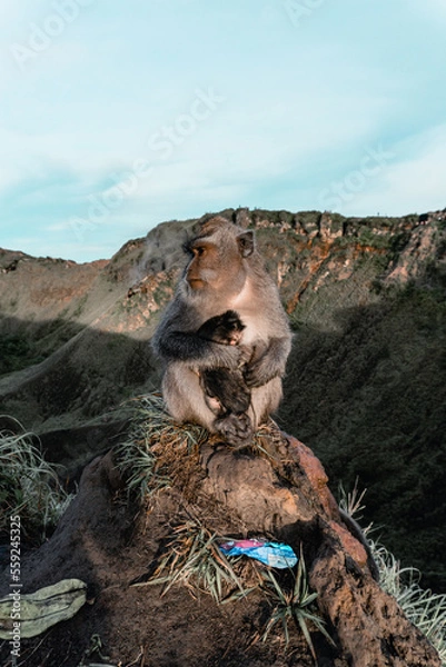 Obraz Monkey on the mountain Indonesian