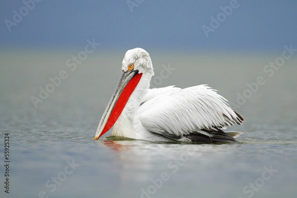 Fototapeta Dalmatian Pelican
