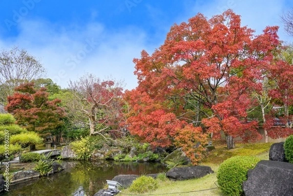 Fototapeta 青空バックに見るちょうど見頃の見事なモミジの紅葉情景＠兵庫