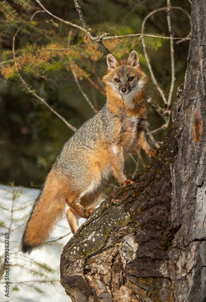 Fototapeta Cross Fox in Winter