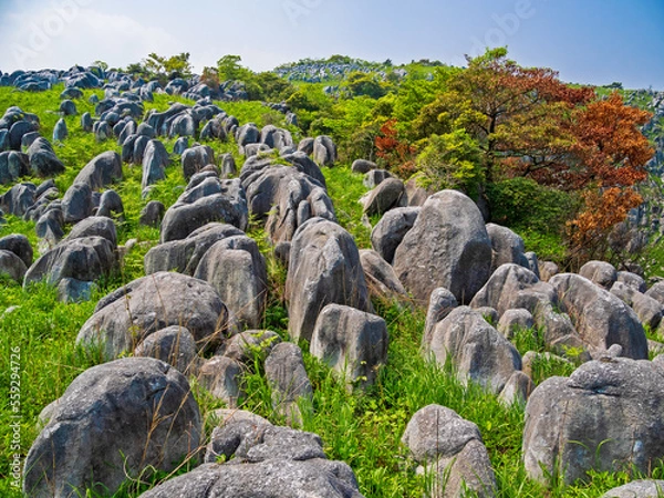 Obraz 平尾台カルスト台地の羊群原を見上げる