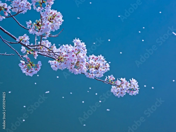 Obraz 桜と水面
