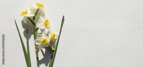 Obraz 水仙の花のフレーム、日本スイセン、室内の日本水仙、白背景