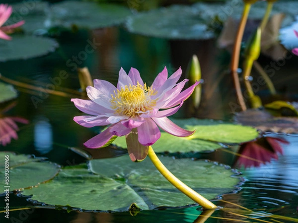 Fototapeta OLYMPUS DIGITAL CAMERA