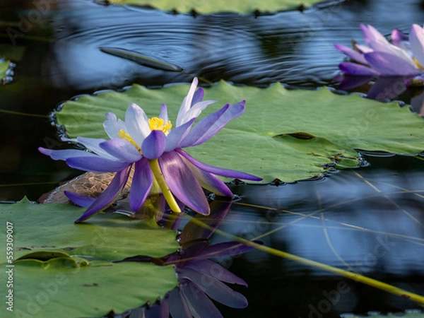 Fototapeta OLYMPUS DIGITAL CAMERA