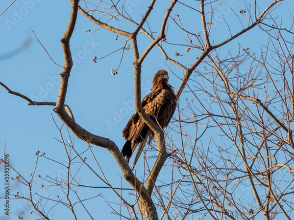 Fototapeta OLYMPUS DIGITAL CAMERA