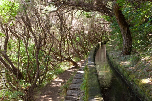 Obraz Levada di Madeira