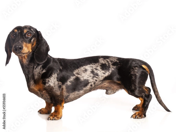 Obraz tiger dachshund on a white background