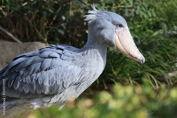 Fototapeta ハシビロコウ