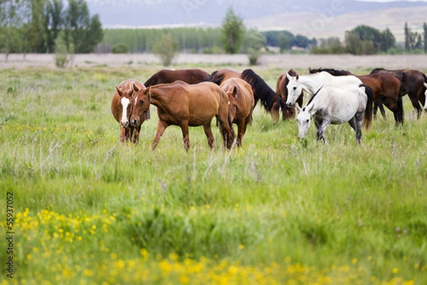 Fototapeta horses grazing in a meadow grass