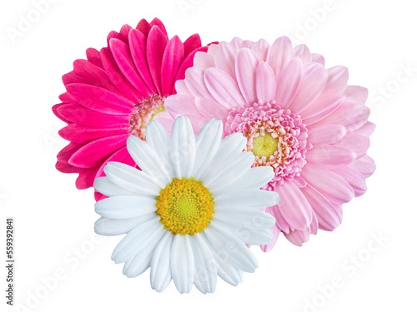 Obraz Blumen und Hintergrund transparent PNG cut out