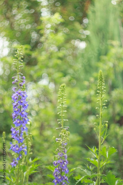 Fototapeta Delphinium grows and blooms in the flower garden in summer