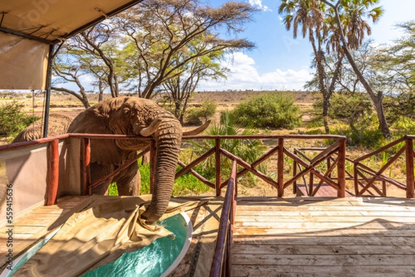Fototapeta An elephant ( Loxodonta Africana) drinking out of a pool, Samburu National Reserve, Kenya.
