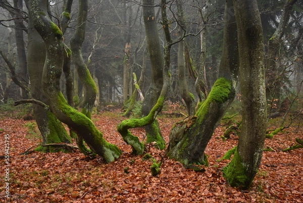 Obraz Forest Dvorsky Krkonose mountain autumn