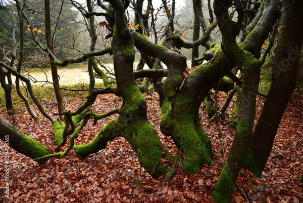 Obraz Forest Dvorsky Krkonose mountain autumn