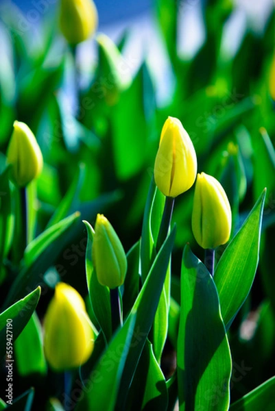 Fototapeta アイスチューリップのつぼみ