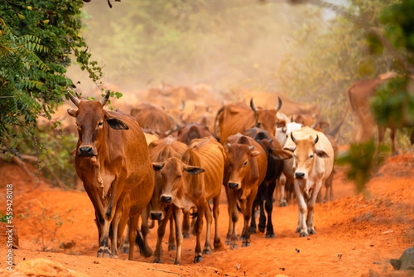 Fototapeta Cattle Approaching on Red Dirt Road, Mui Ne Vietnam