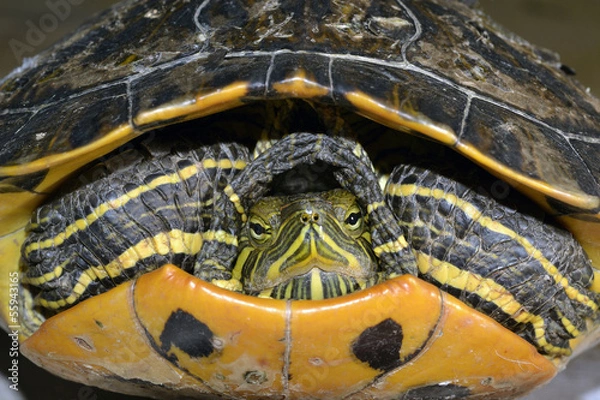 Obraz Galápago camuflado