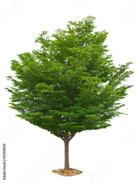 Fototapeta Tree isolated on white background