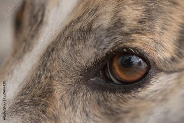 Fototapeta Super macro close up of pet dog greyhounds left eye. Vivid brown Iris