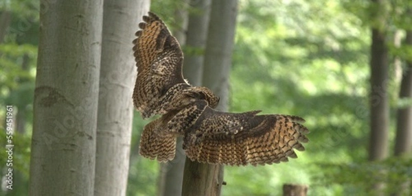 Obraz Puchacz sowa (Bubo Bubo) w Parku Leśnych niespodzianek